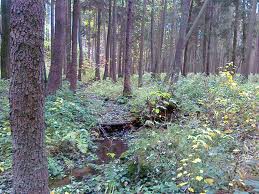 OSTRUŽINÍ
